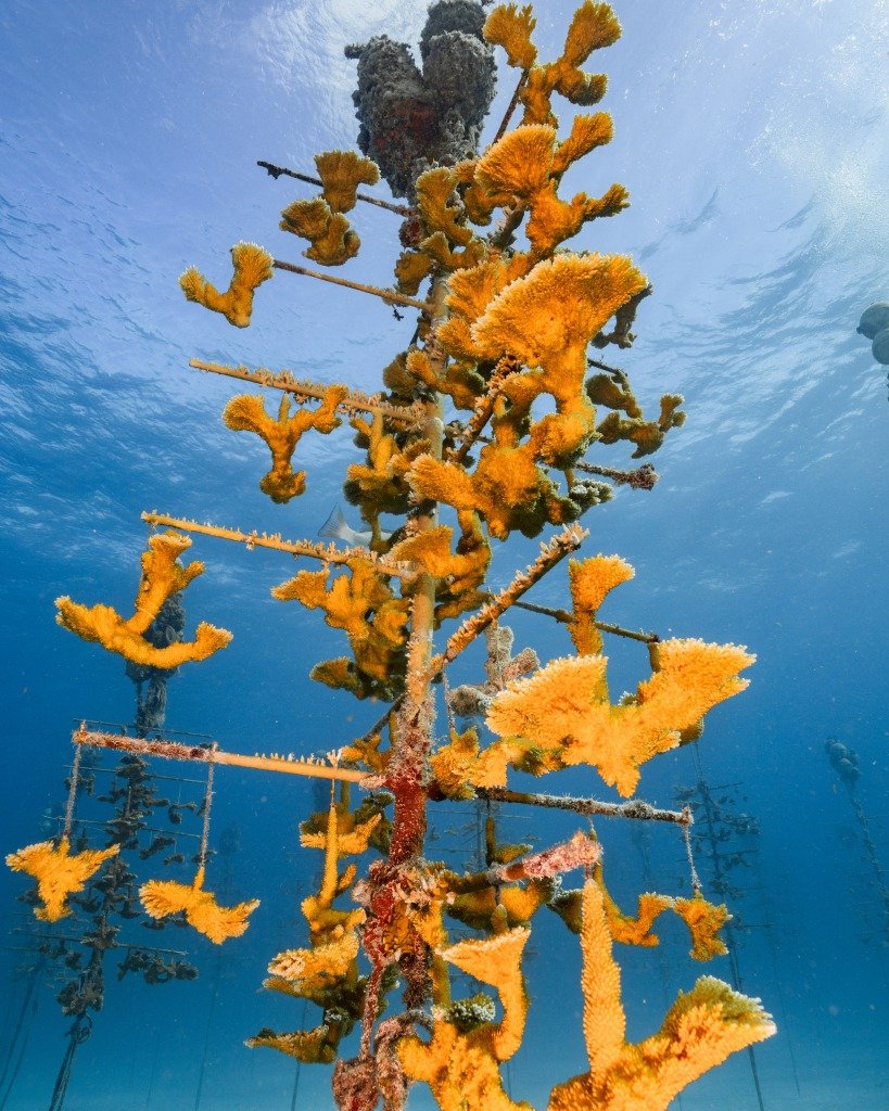 coral tree