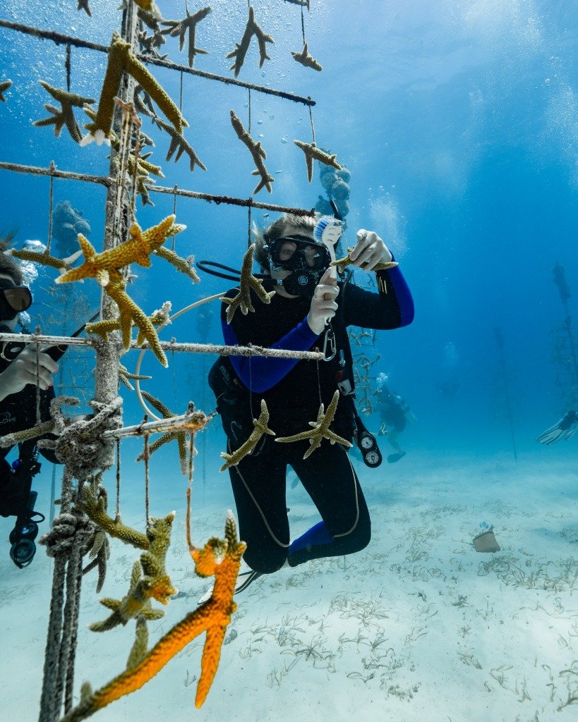 Coral Restoration Foundation Citizen Scientist