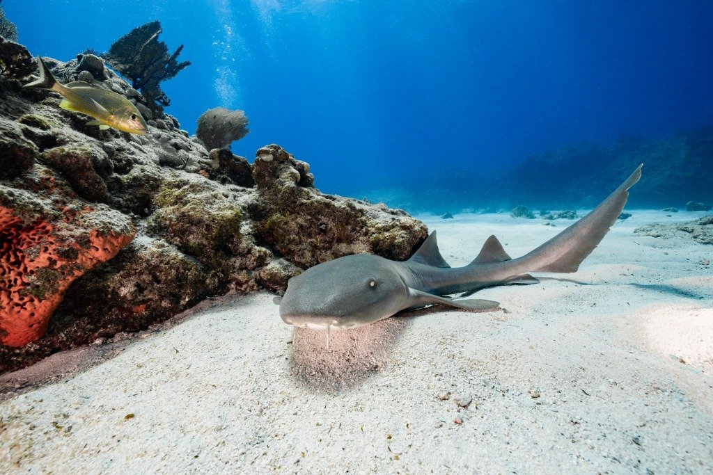 What To Do in Key Largo, FL