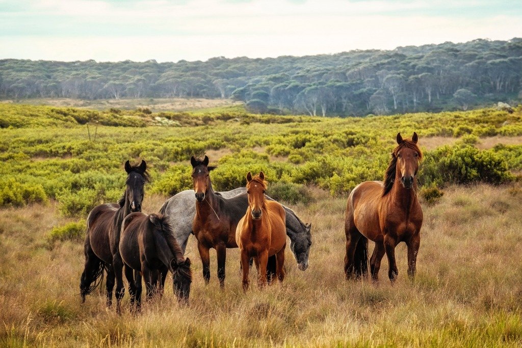 Ecotourism Trip Black Hills Horse Rescue