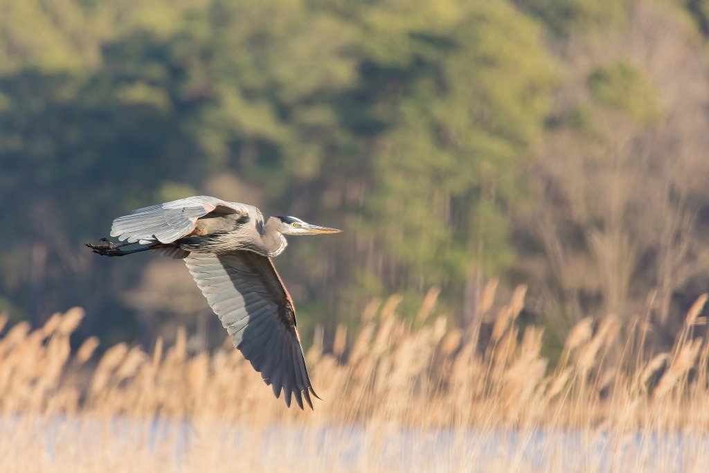 Blackwater National Wildlife Refuge
