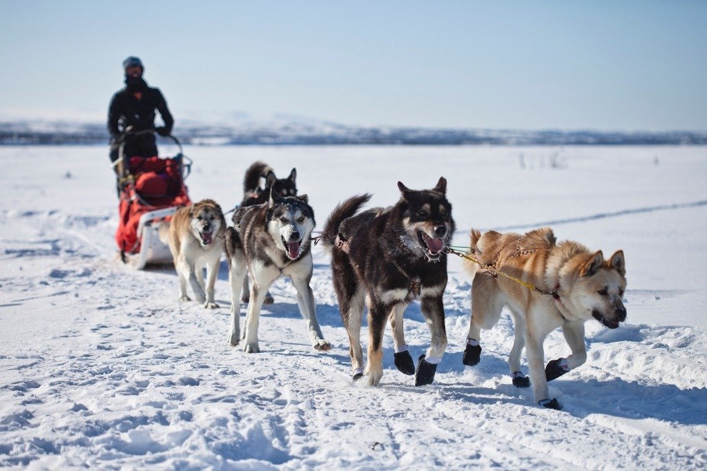 dog sledding in Ashton, Idaho