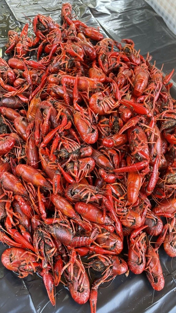 Mud Bugs_2 Crawfish at MudBugs