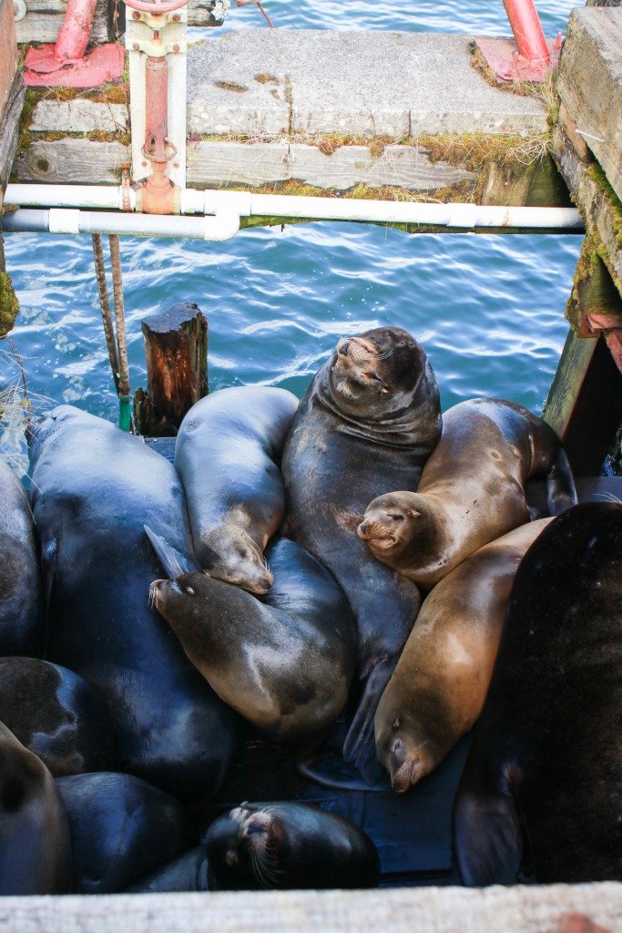 Astoria River Walk sea lions Astoria River Walk sea lions