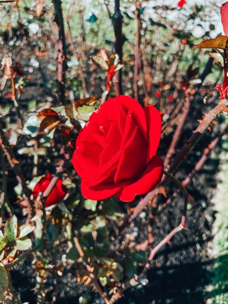 What to Do in Eugene, Oregon: Eat, Play and Stay