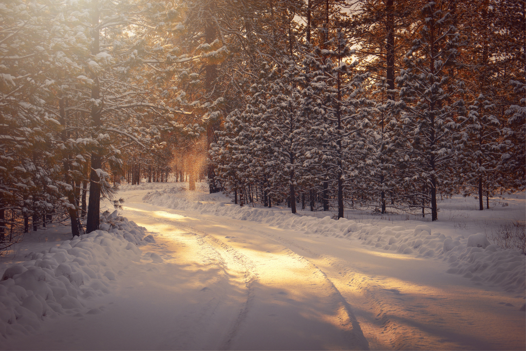 snowy forest
