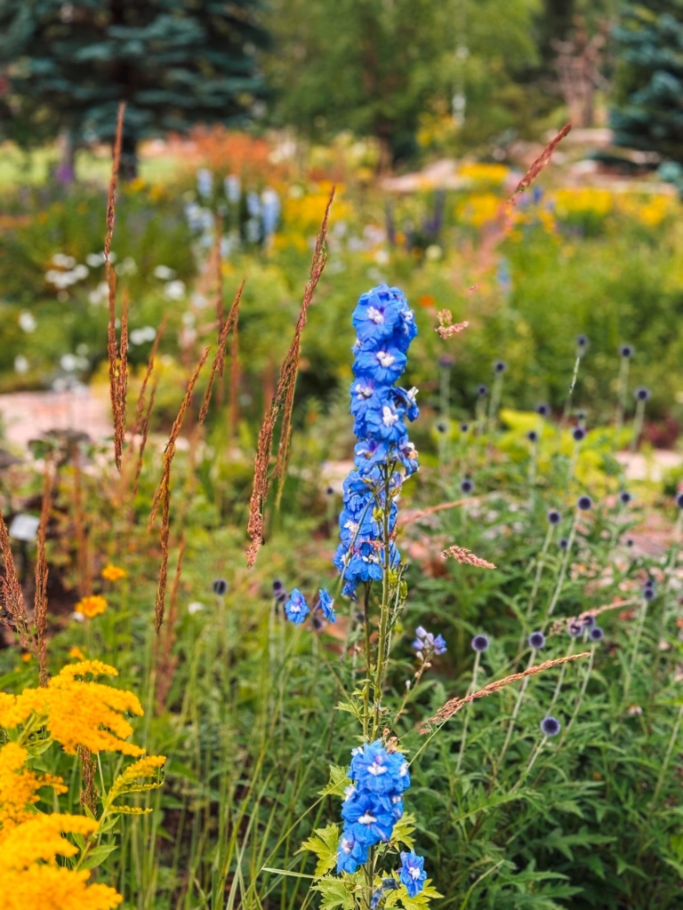Betty Ford Alpine Gardens