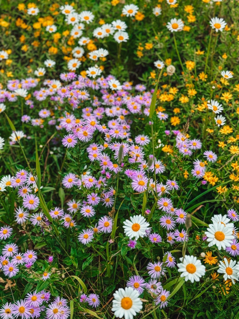 flowers in Gondola Hike
