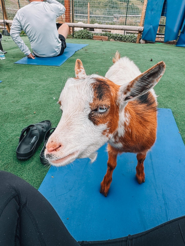Goat Yoga at Vail Stables