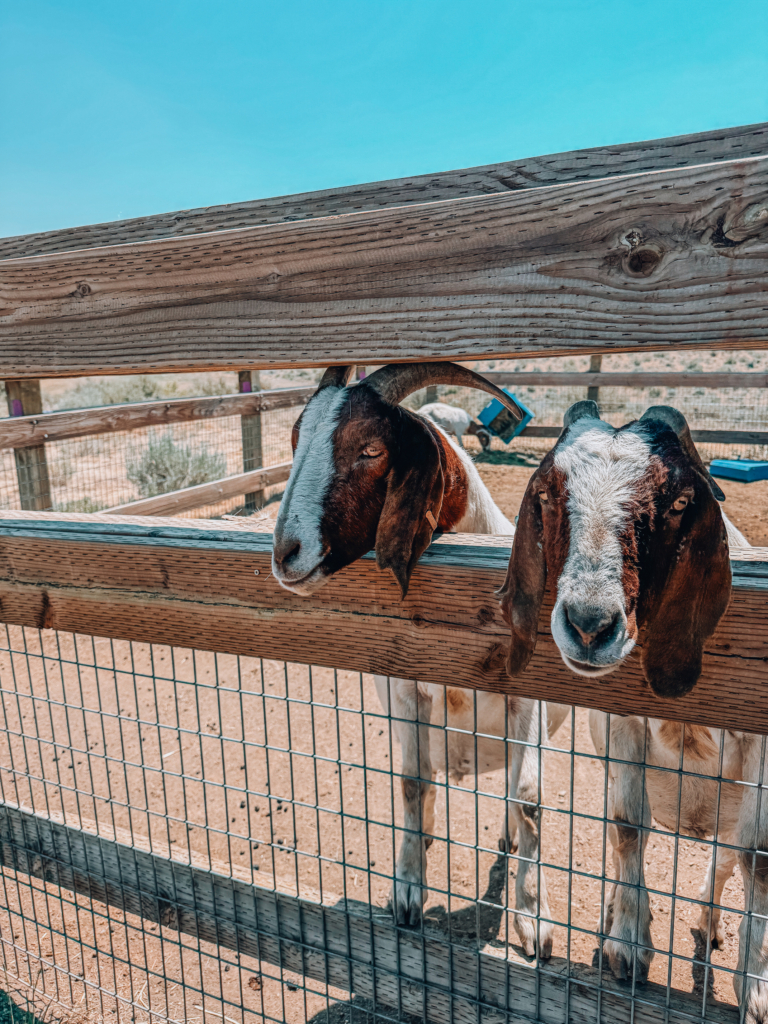 Silvies Valley Ranch goats
