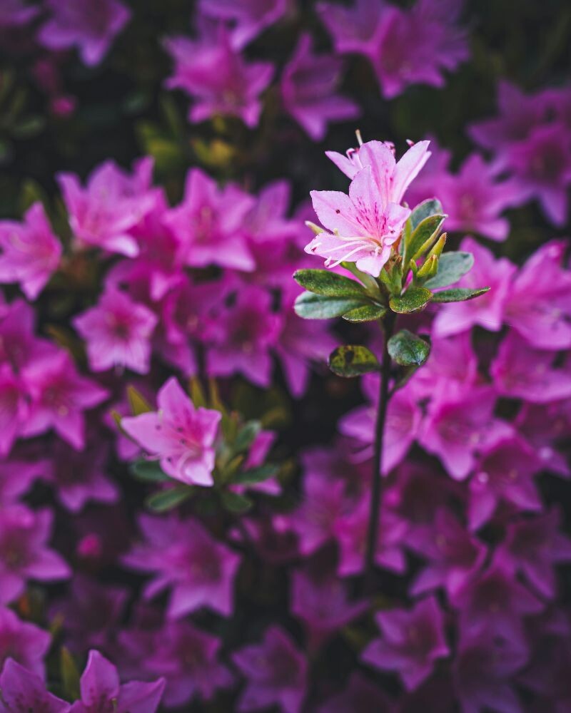 idaho botanical gardens idaho botanical gardens