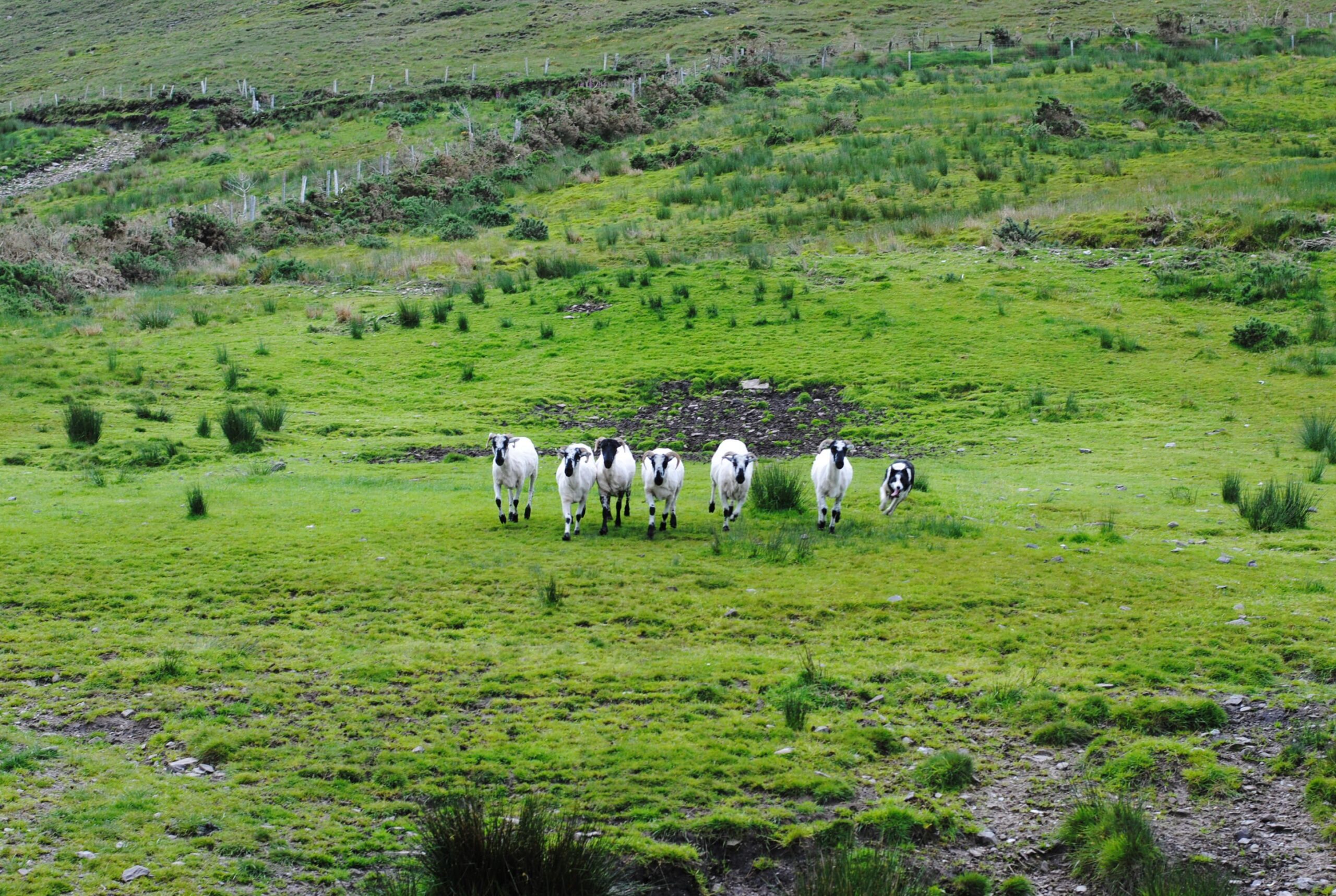 Sheep in Ireland
