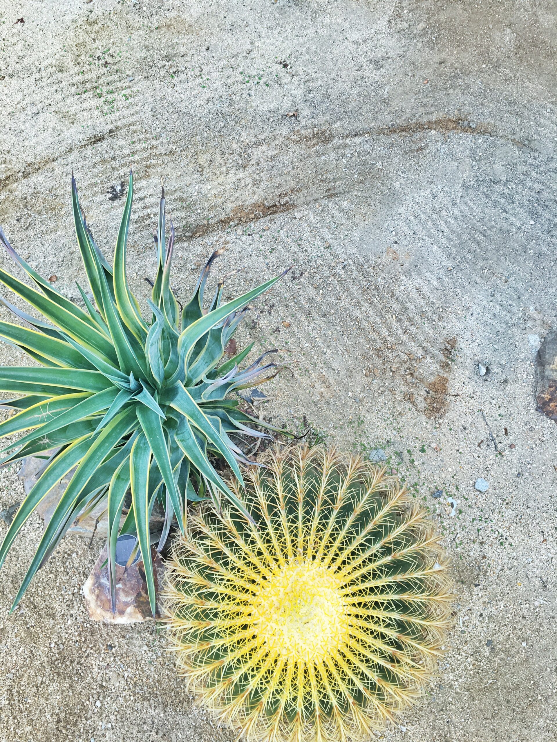 Getting around Palm Springs A Girl's Weekend Guide to Palm Springs | TravelingSpud