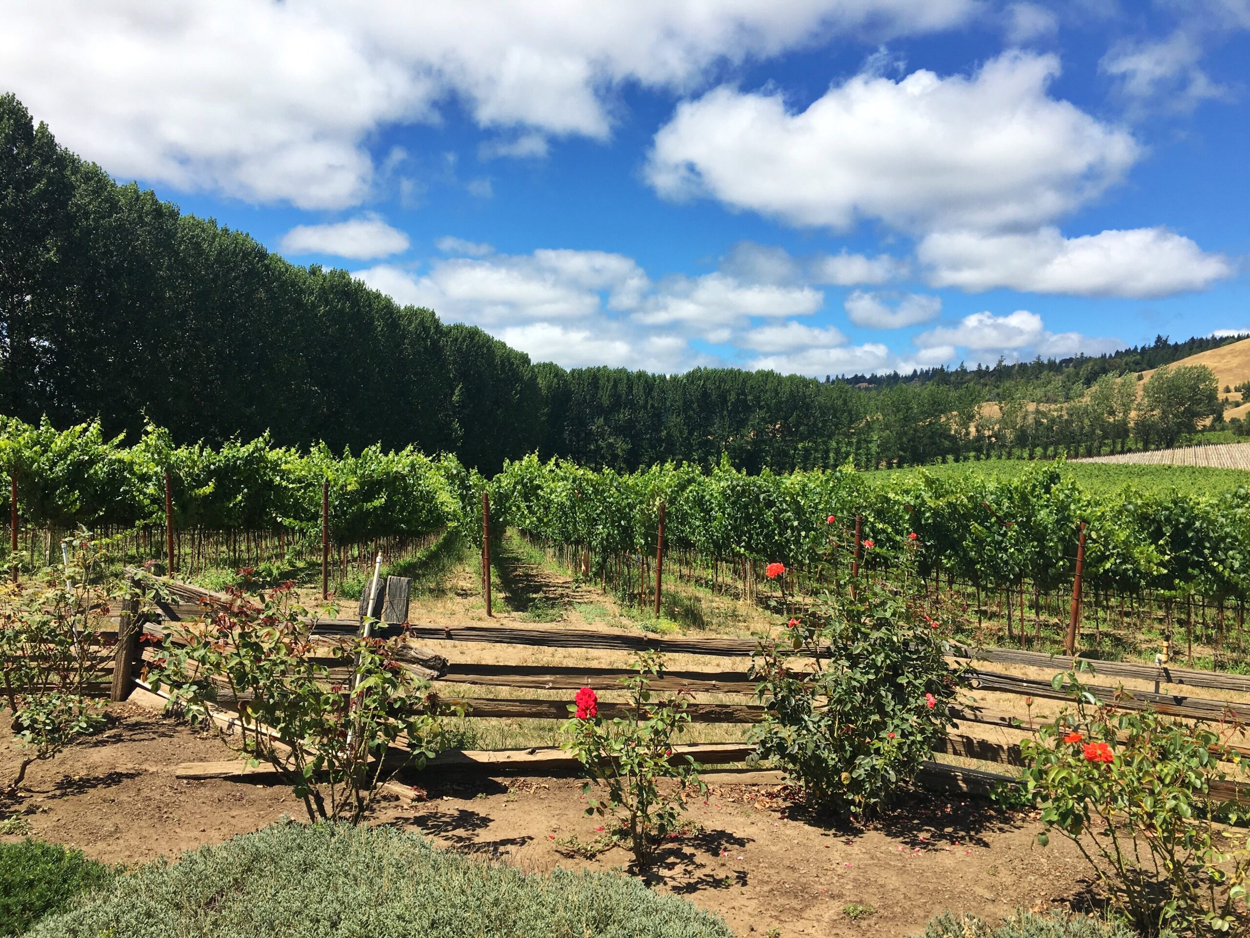 Anderson Valley 2 Nights in Mendocino California | Traveling Spud
