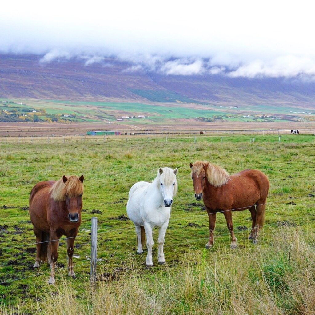 Hofn horses Hofn horses