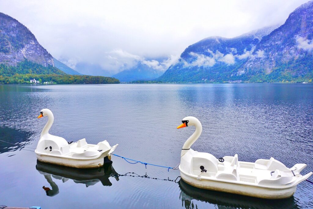 swan paddle boats in the lake