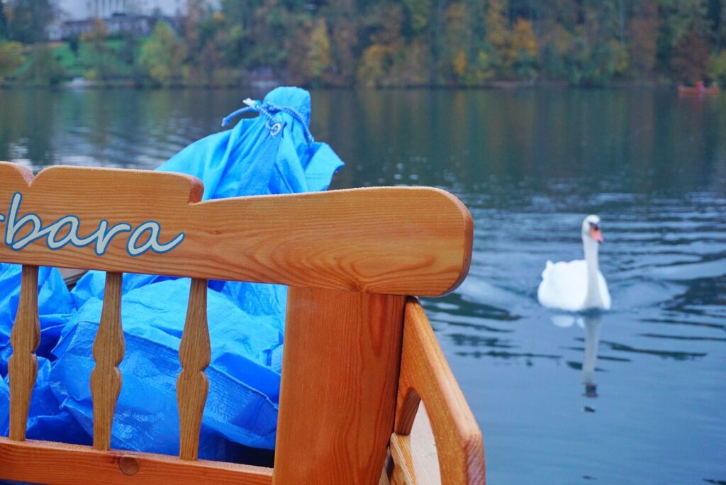 Lake Bled swan The Perfect Getaway to Lake Bled, Slovenia