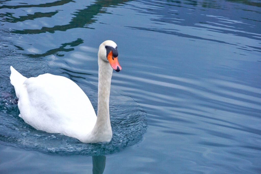 white swan The Perfect Getaway to Lake Bled, Slovenia