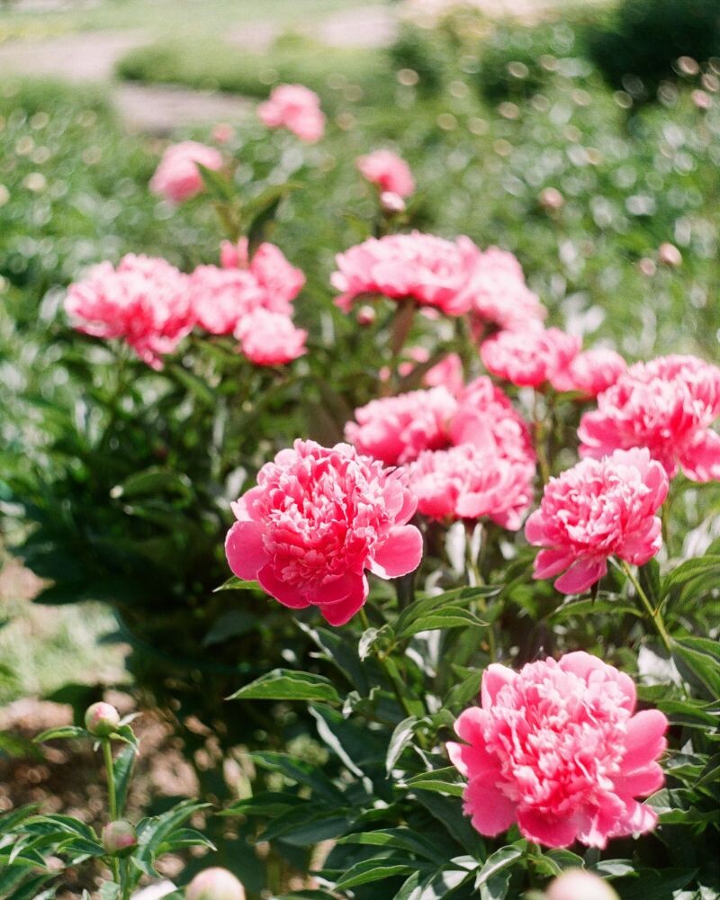 idaho botanical gardens
