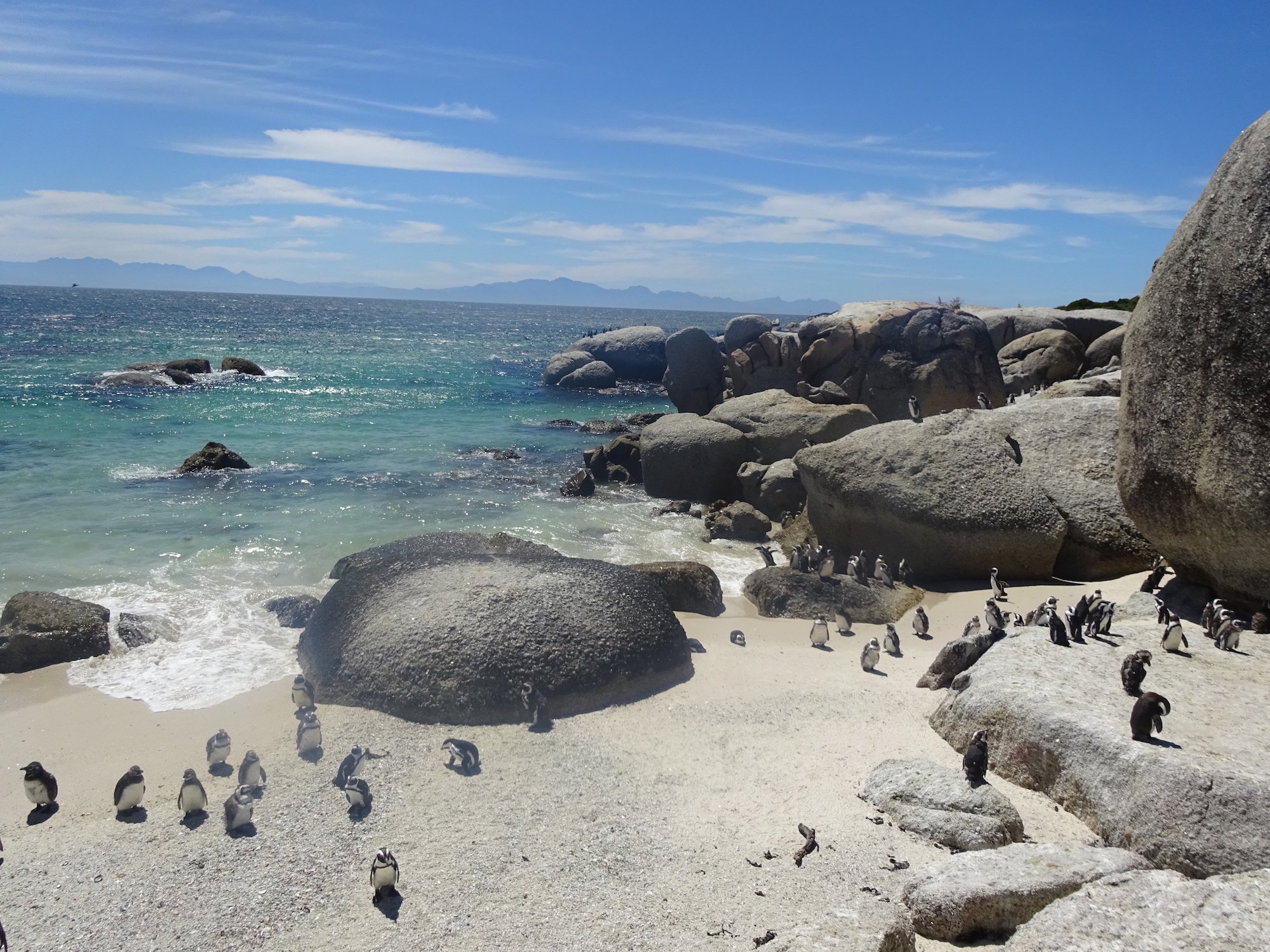 itinerary for south africa with penguins