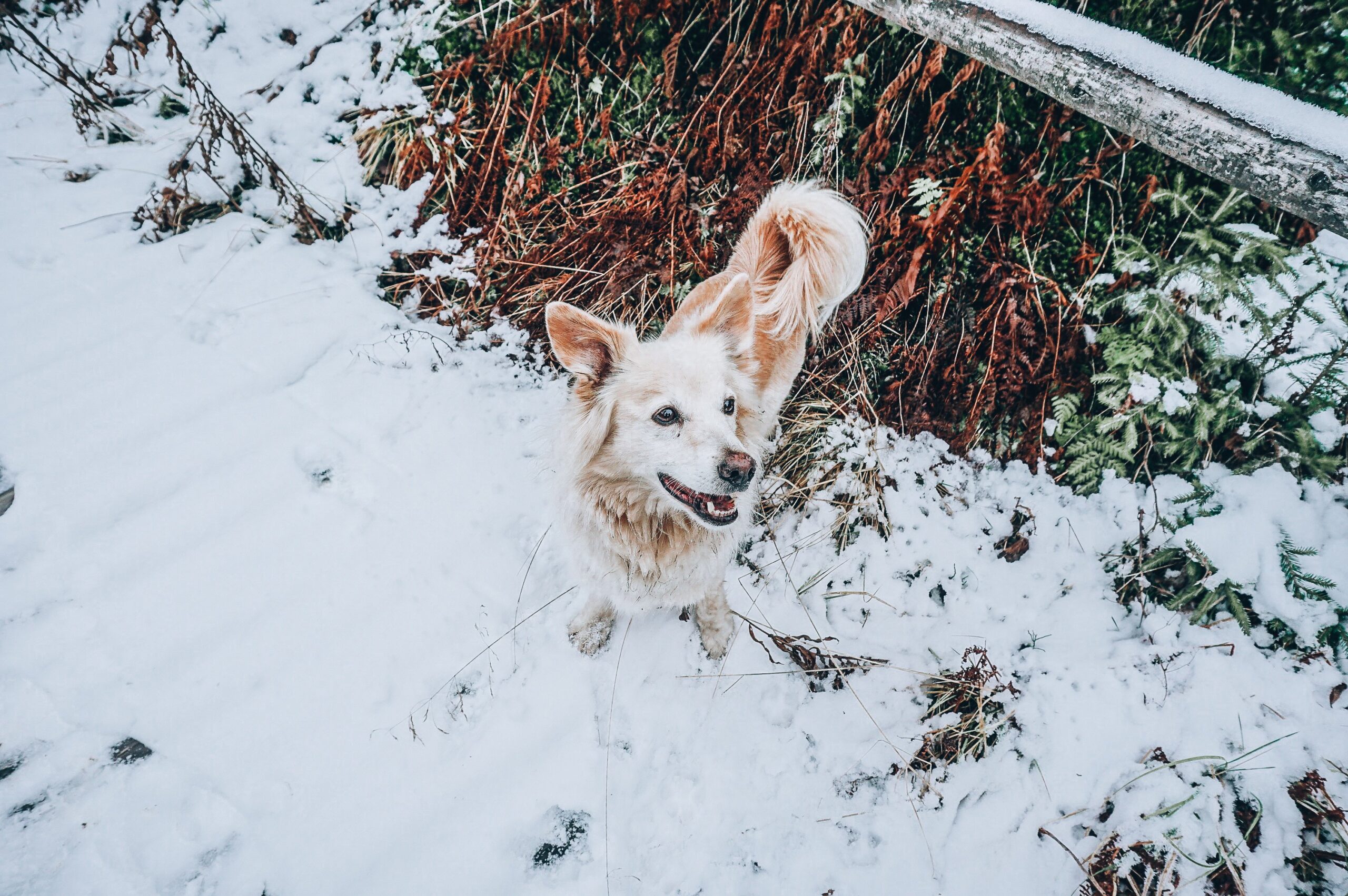 dogs in High Tatras dogs in High Tatras in Slovakia