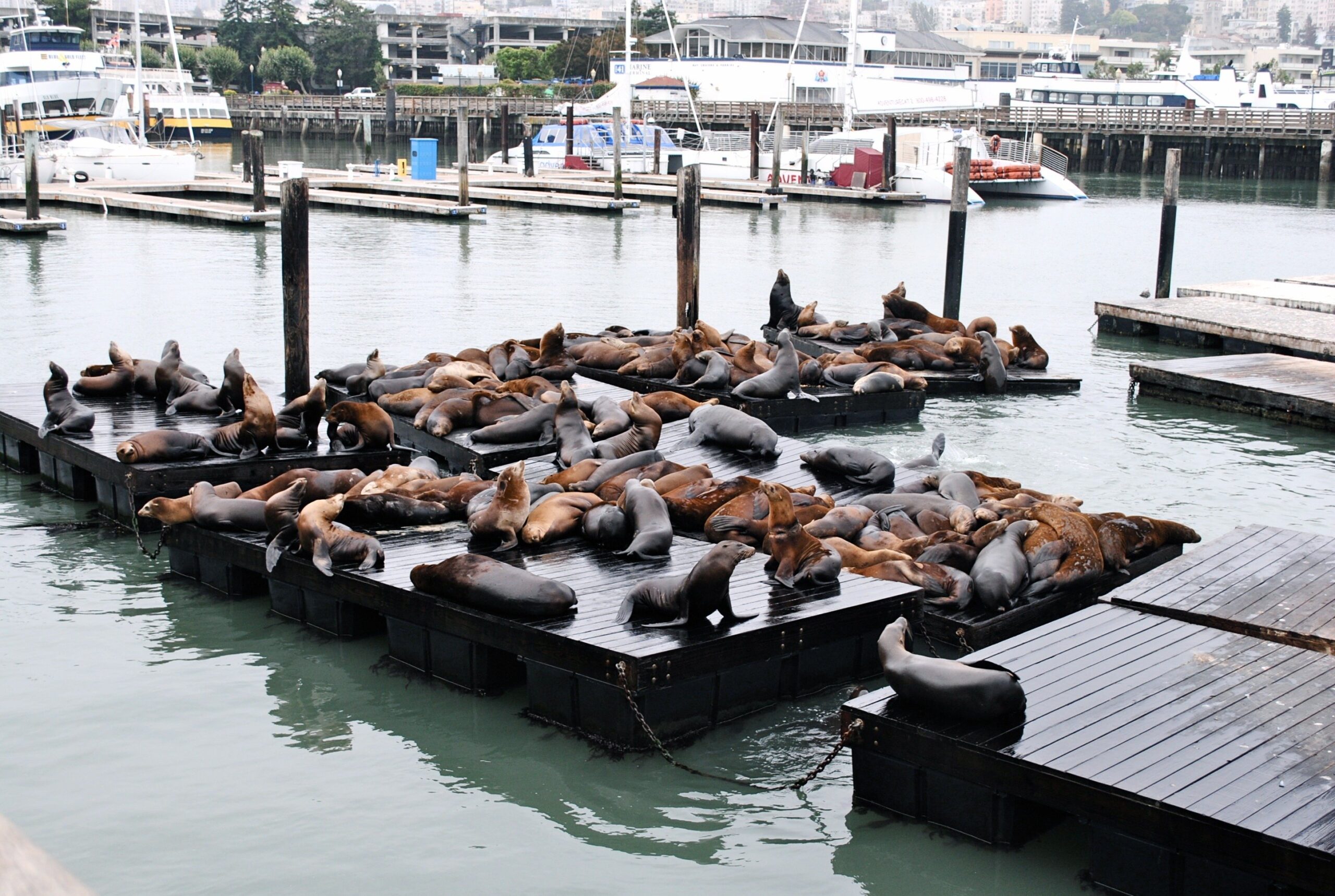 Pier 39 Pier 39