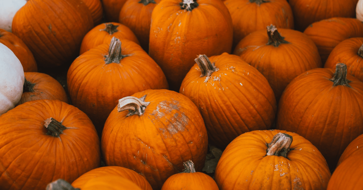 Best Things to Do in Boise in Fall (Local Guide)