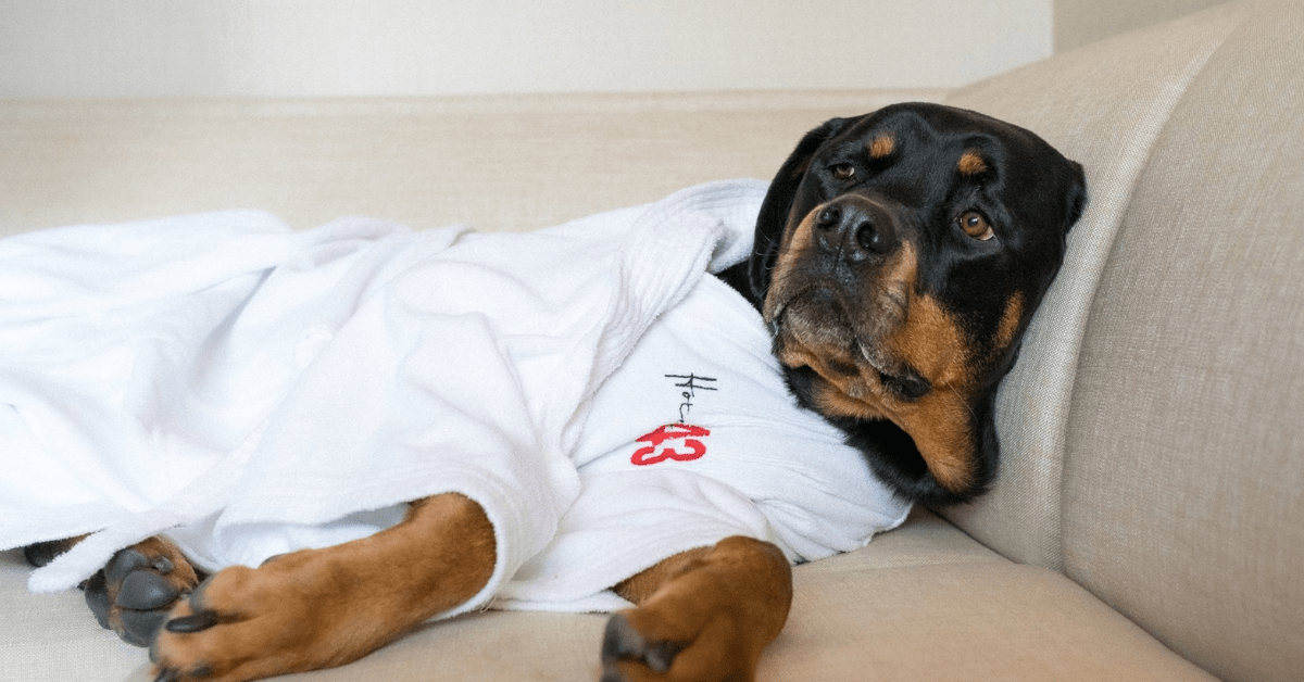 8 Best Pet-Friendly Hotels in Boise, Idaho (Dog Friendly Stays)
