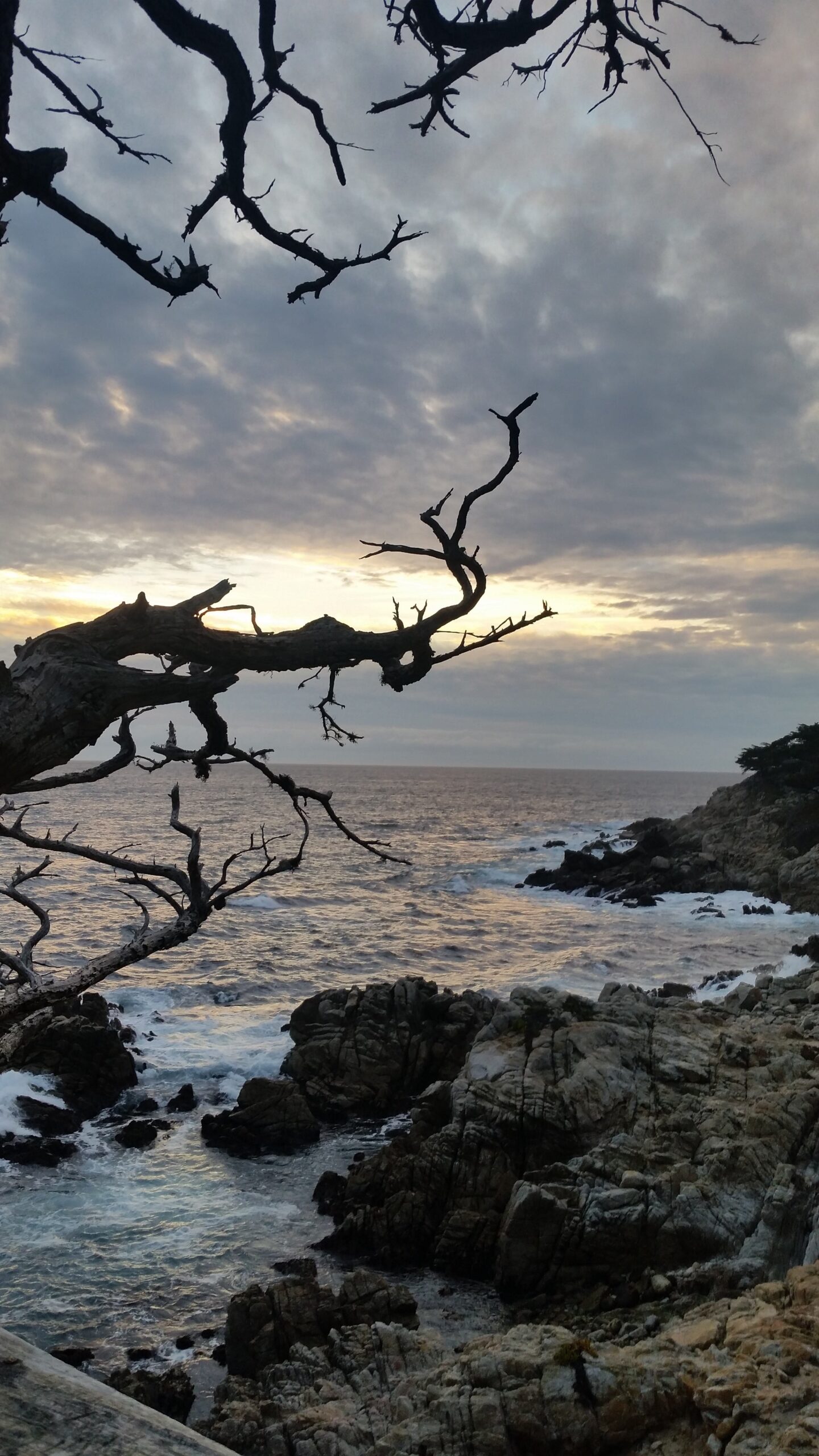 Lone Cypress Lone Cypress