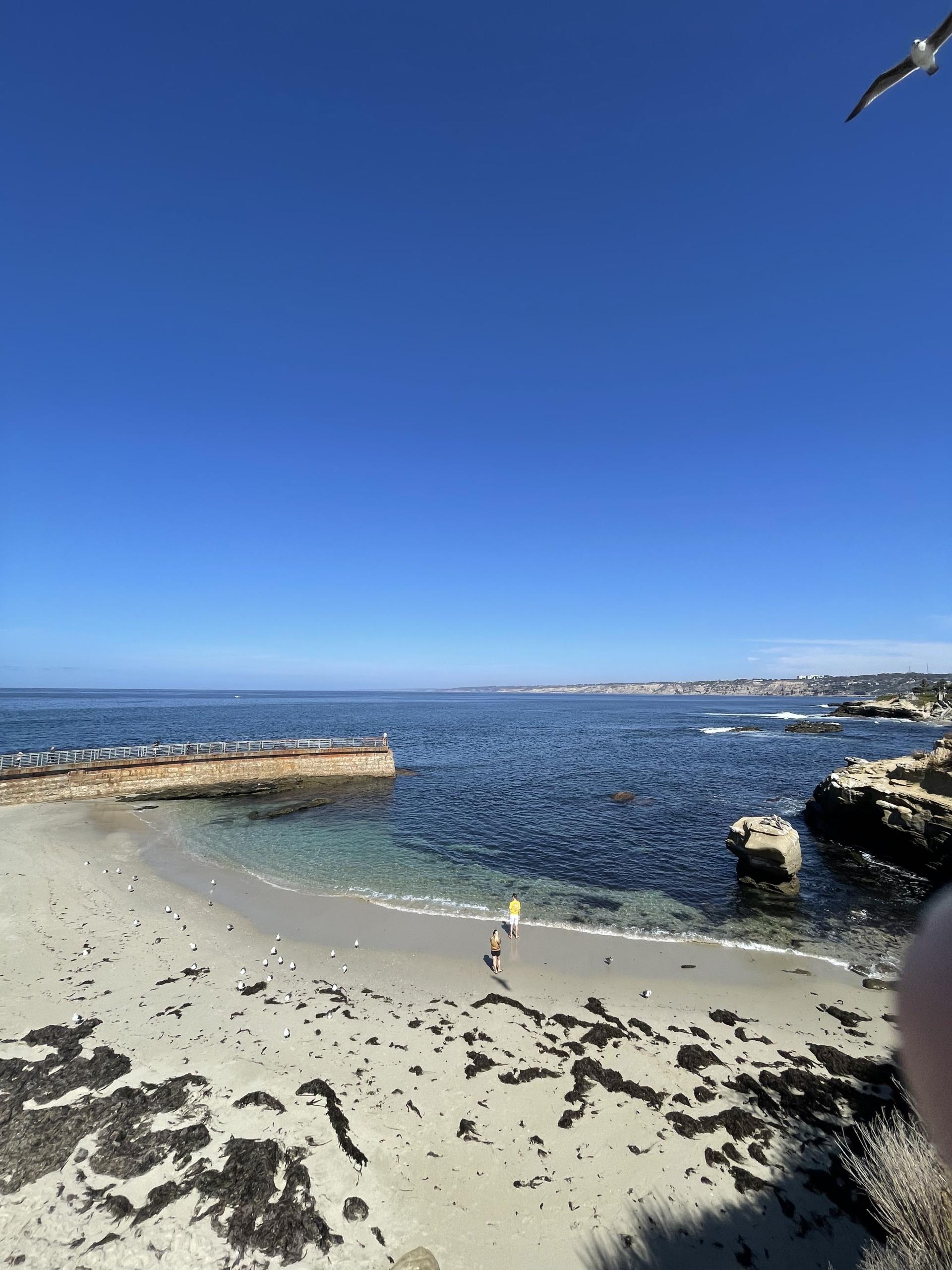 Children's Pool La Jolla Children's Pool La Jolla