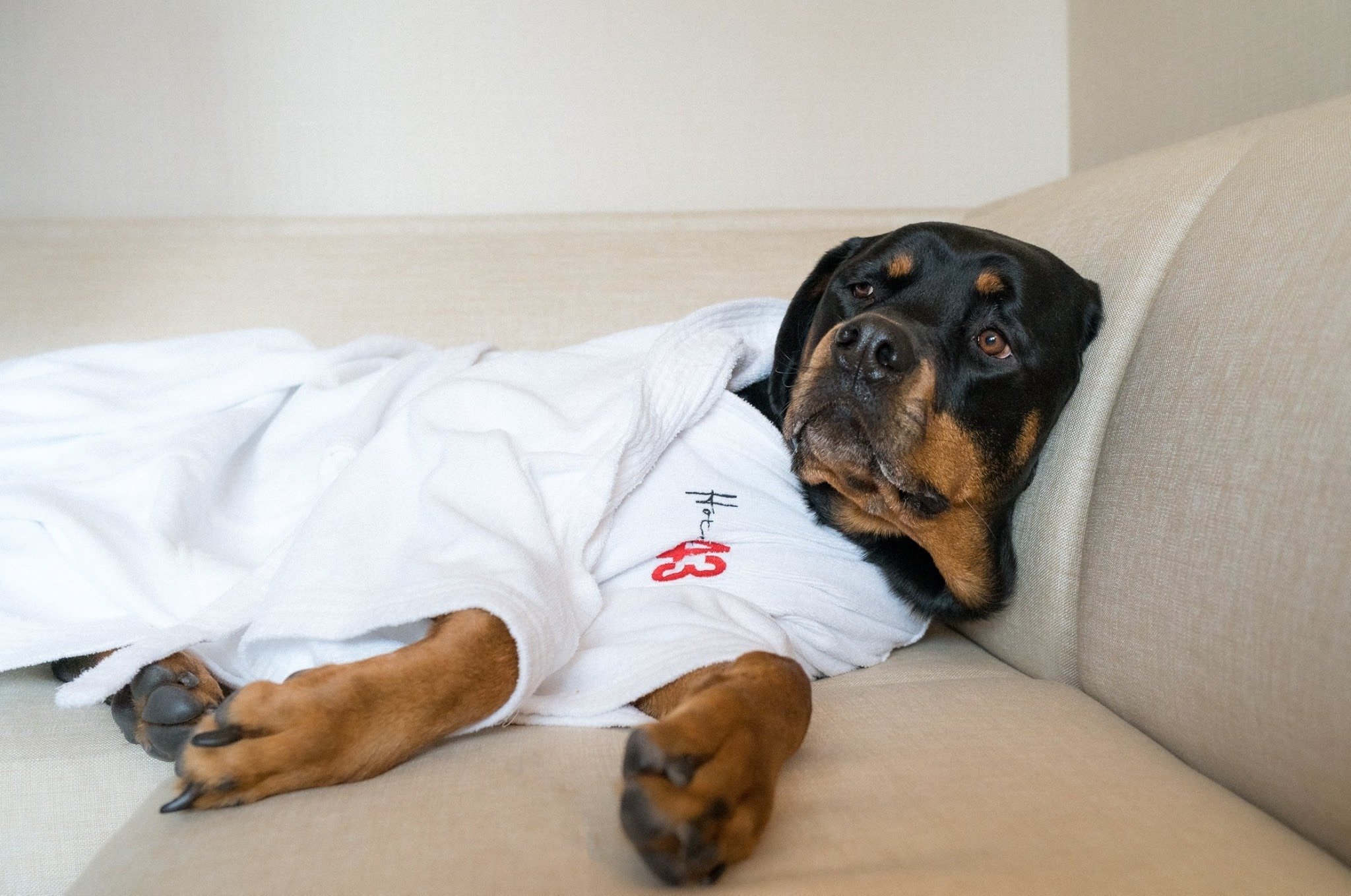 hotel 43 dog friendly