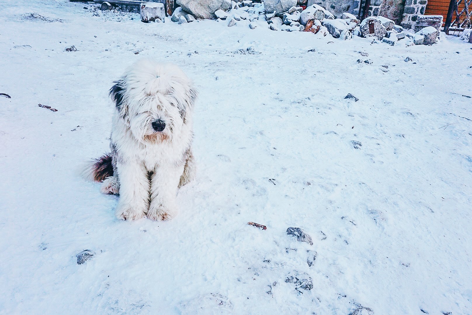 local dogs of High Tatras local dogs of High Tatras in Slovakia
