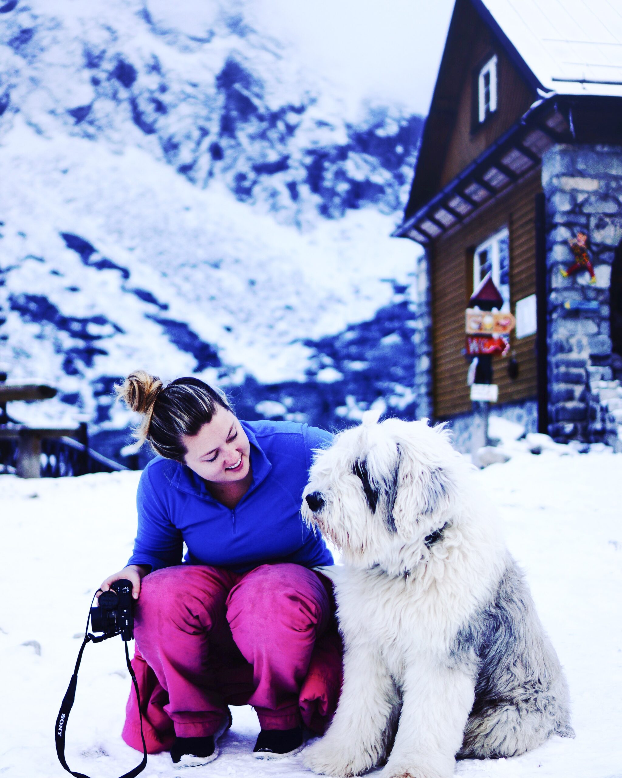 local dogs of High Tatras in Slovakia local dogs of High Tatras in Slovakia