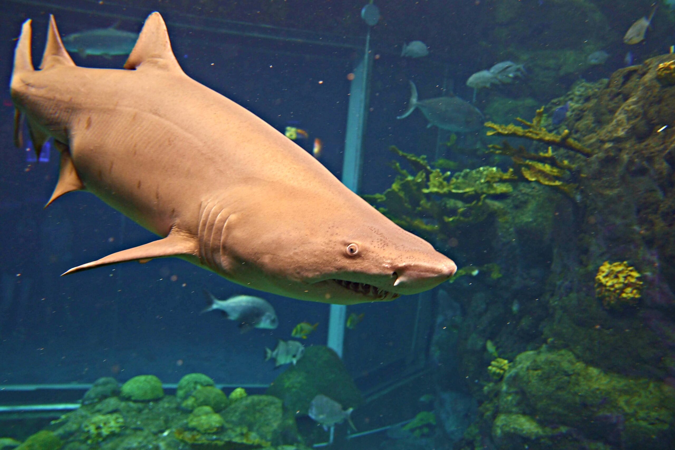 Florida Aquarium Florida Aquarium