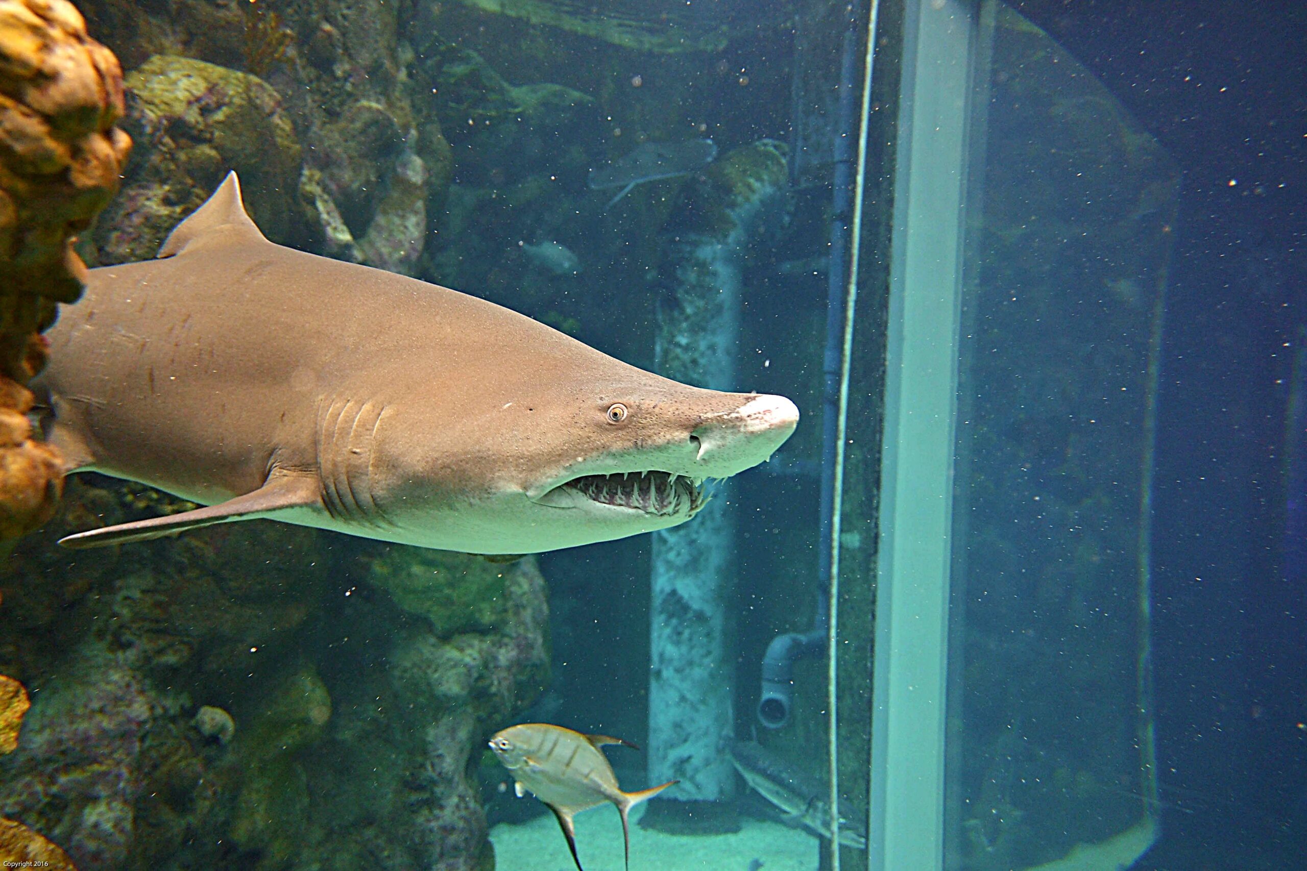 Florida Aquarium Shark Dive: My Bucket List Experience