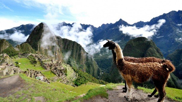 lama Peru lama 17 Day Peru Itinerary