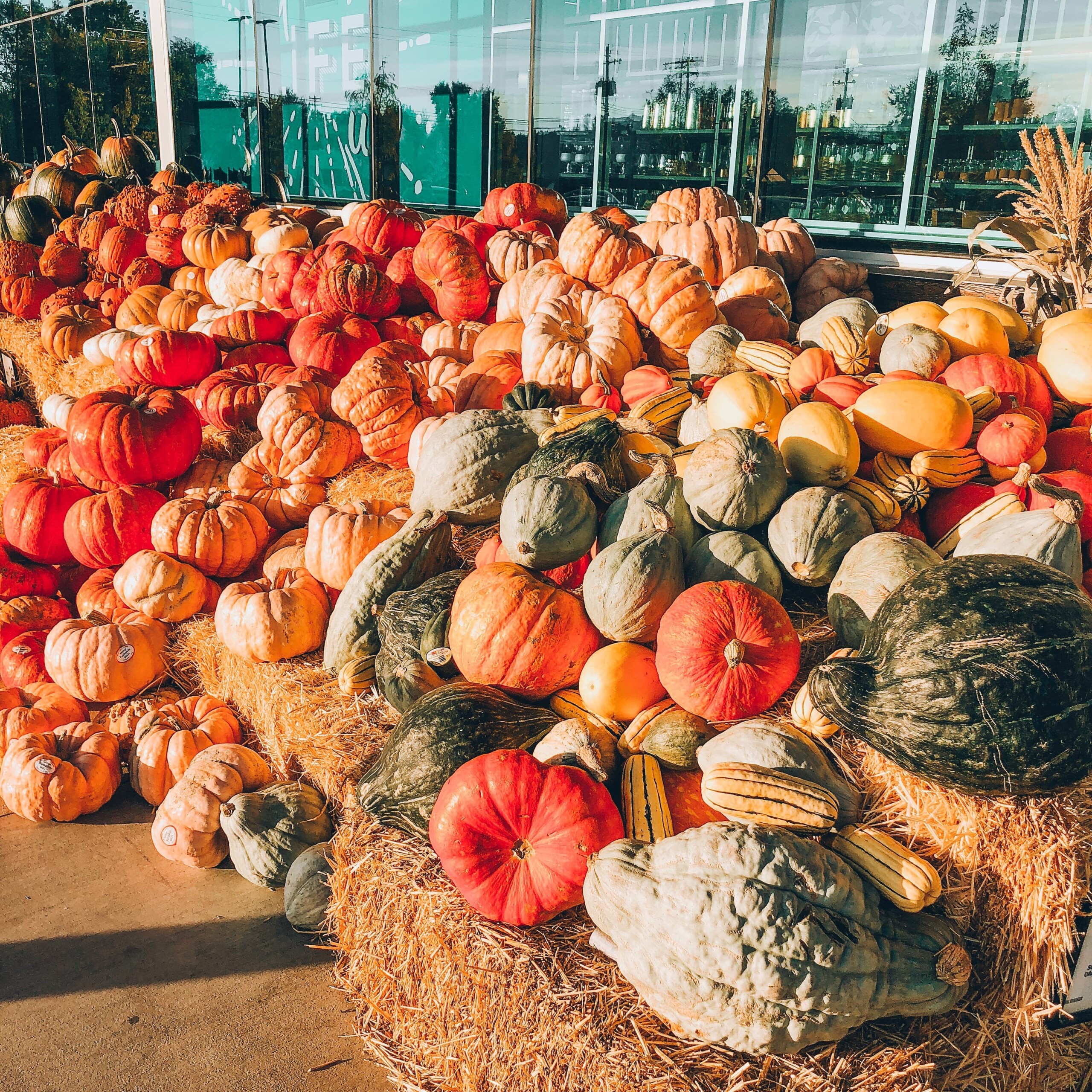 Best Pumpkin Patches Near Boise, Idaho (2026 Local Guide)