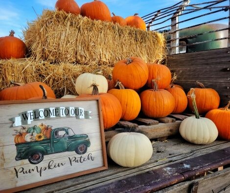 ShindigFarms fall 