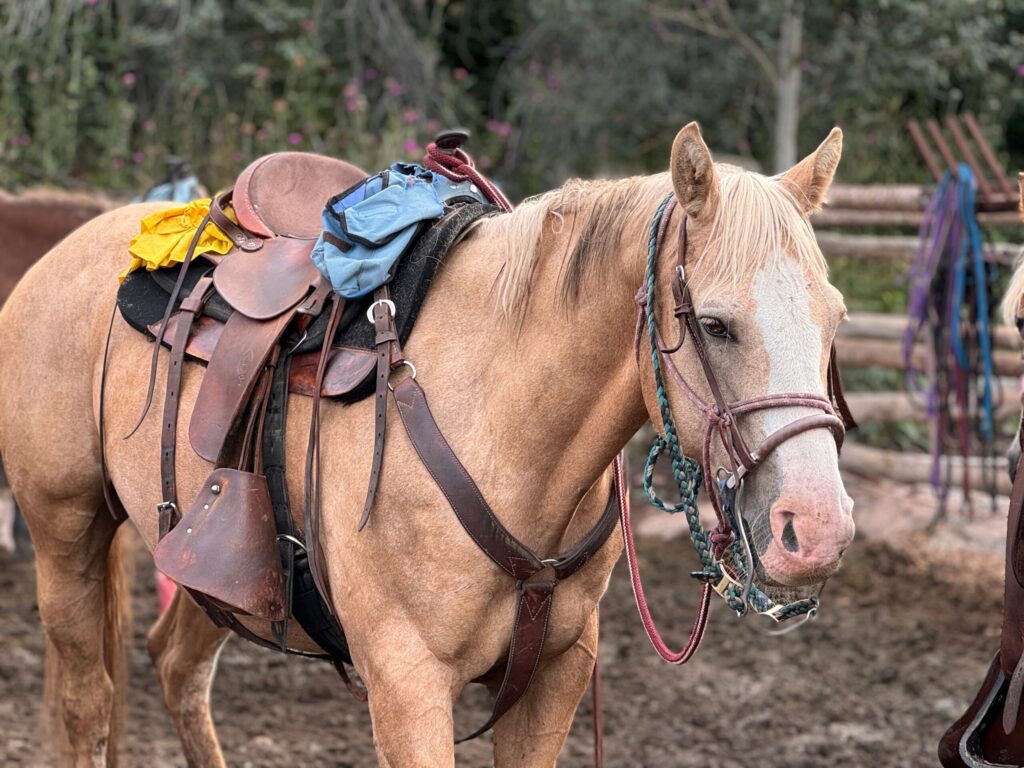horseback riding - horse